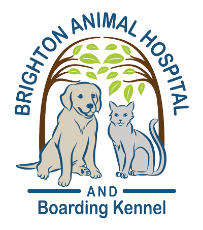 Veterinary Hospital in Rochester, NY 14625 - Brighton Animal Hospital