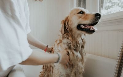 Grooming Tips for Pets This Summer