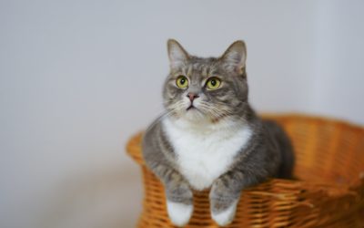 Enrichment Tips for Your Cat