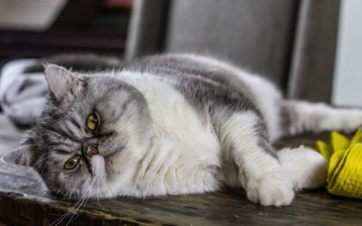 Is My Pet at Risk for Diabetes?