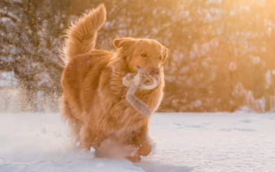 Safety Tips for Walking Your Dog in the Winter