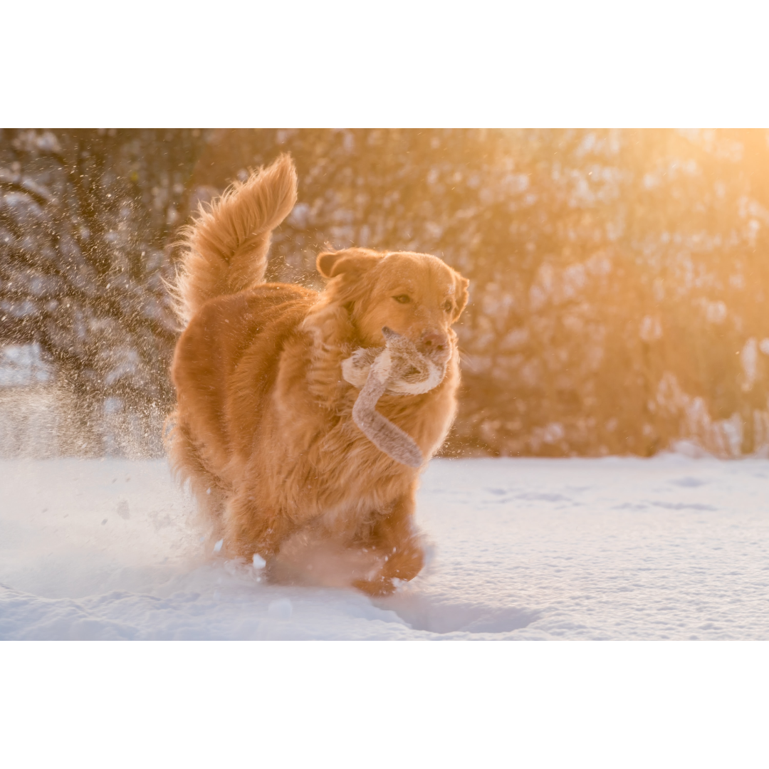 safety-tips-for-walking-your-dog-in-the-winter-brighton-animal-hospital