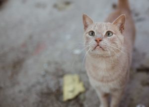 Beige cat with green eyes standing looking at camera