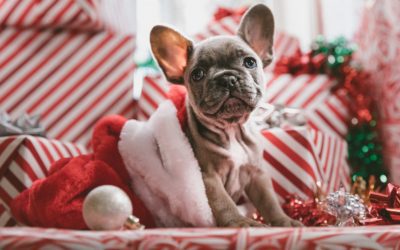 5 Pet Hazards To Be Aware of This Holiday Season
