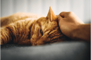 Orange cat lying down being pet