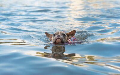 Five Recommendations for Ensuring Safe Swimming Experiences with Your Pet