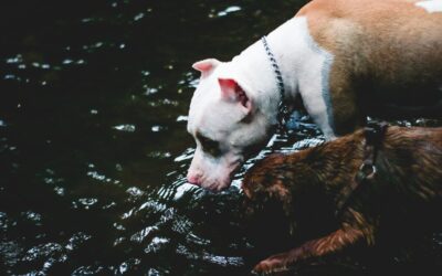 Ensuring Your Pet Stays Hydrated in the Summer