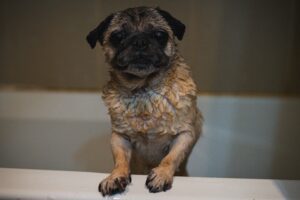 Old pug dog looking out from the bathtub