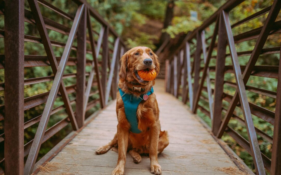 Brown dog on a bridge holding a pumpking in it’s mouth