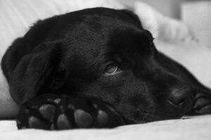 Black lab lying down on a bed